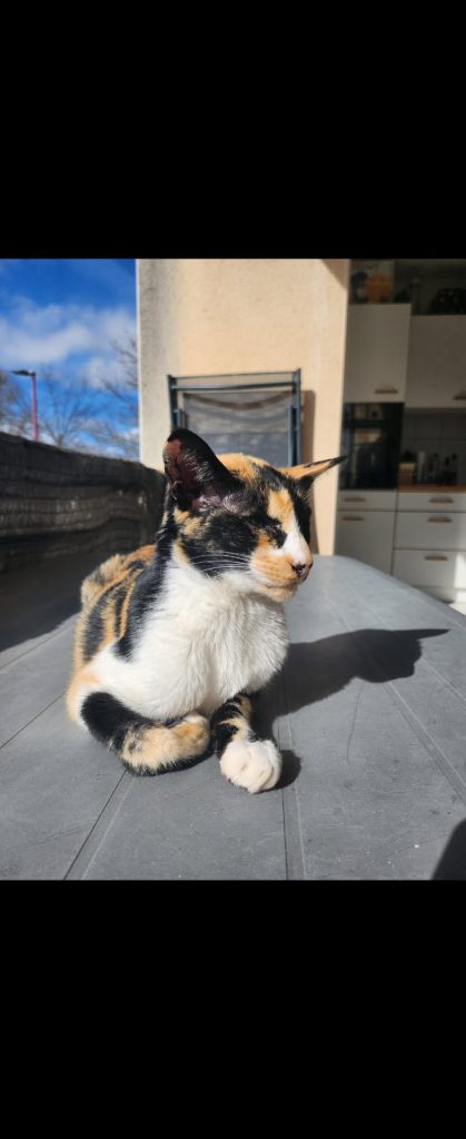Féline, la star !