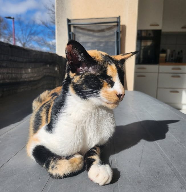 Les allergies alimentaires du chat : mythe, réalité et solutions concrètes avec Sally & Cie