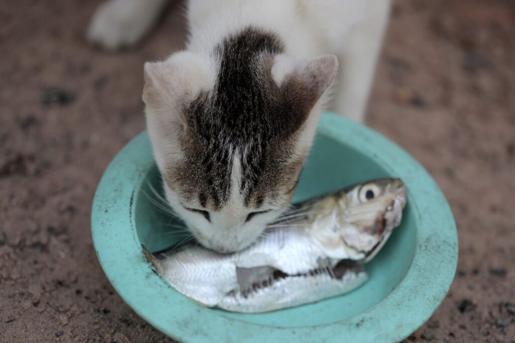 chat mange du poisson