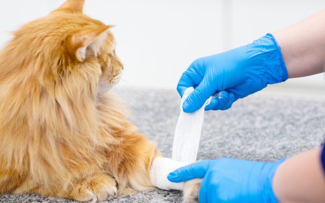 Comment éviter les carences en vitamine D chez le chat ?