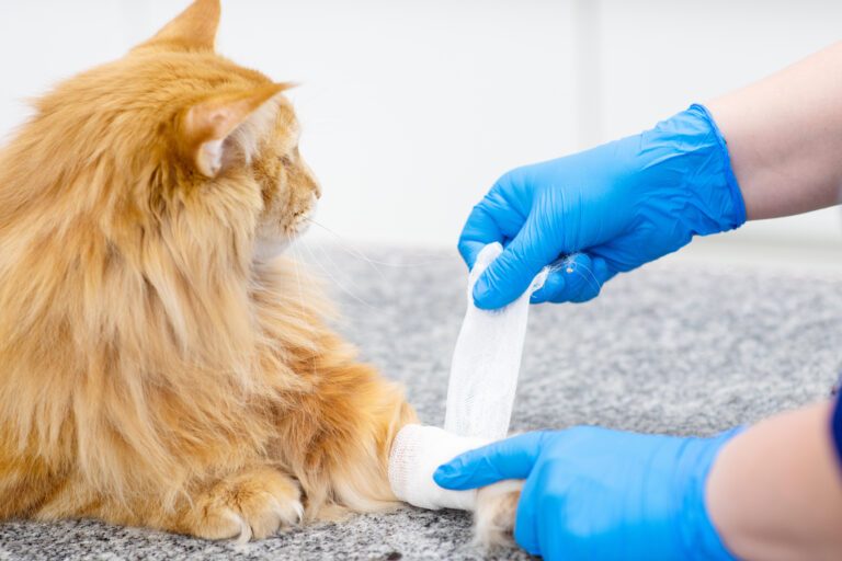 The veterinarian wraps the paw of the cat with a bandage in the