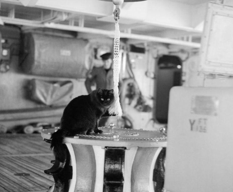 Les chats de la Royal Navy