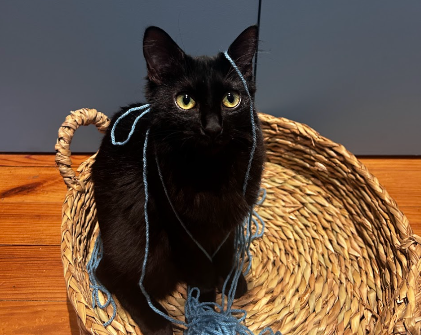 Le chat et le fil