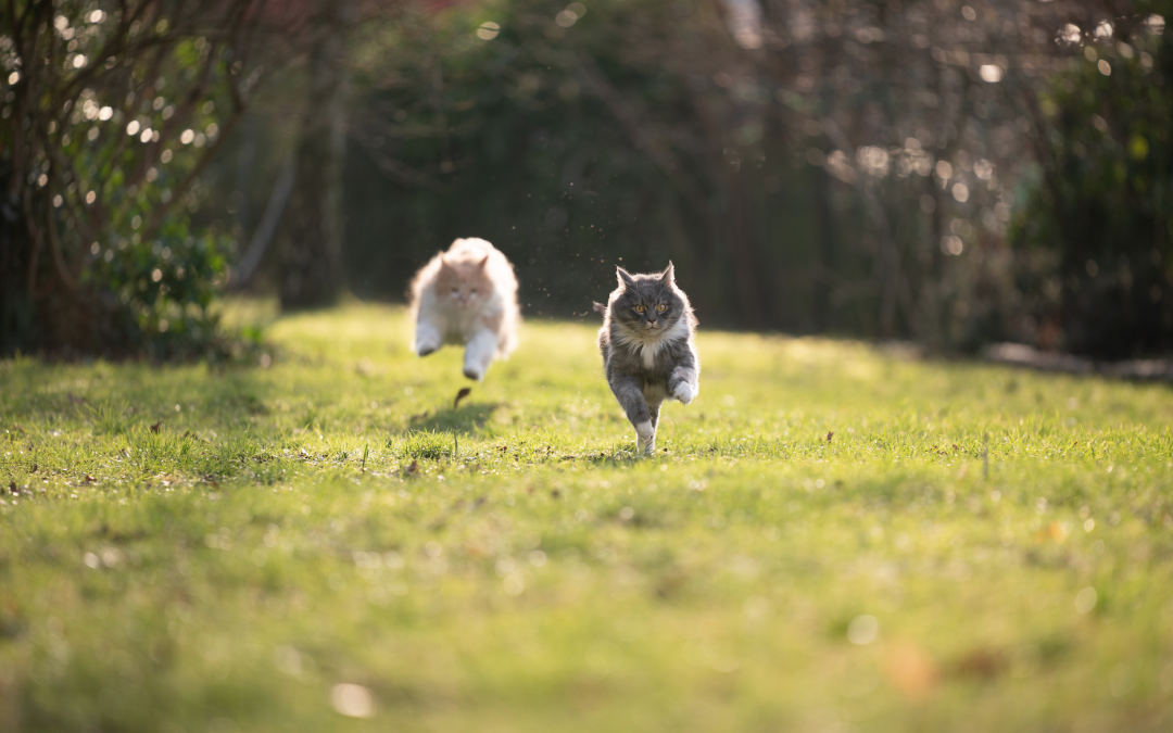 Sprint, zigzags et siestes : La folle science de la vitesse chez le chat