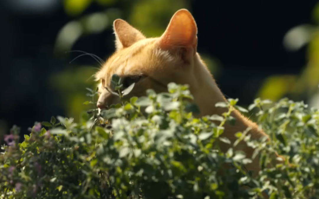 Quand les animaux se laissent aller