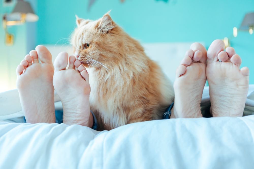 Chat sent pieds 