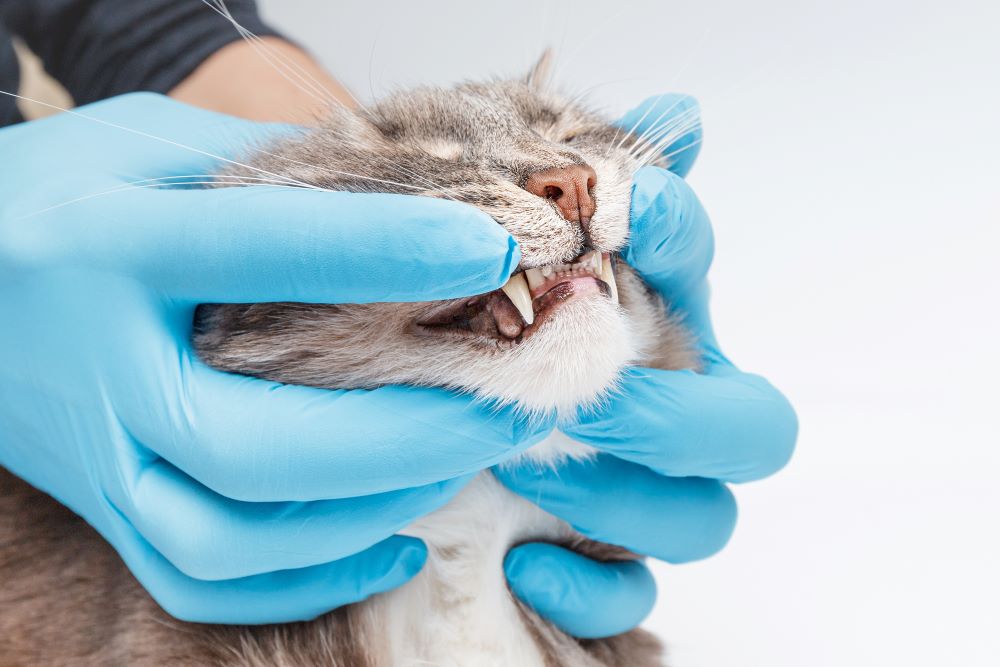 Comment ameliorer la sante bucco dentaire de son chat
