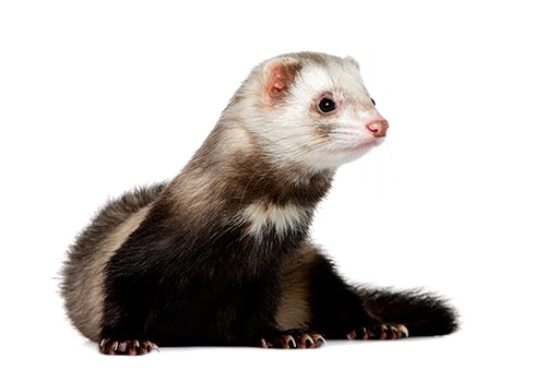 furet