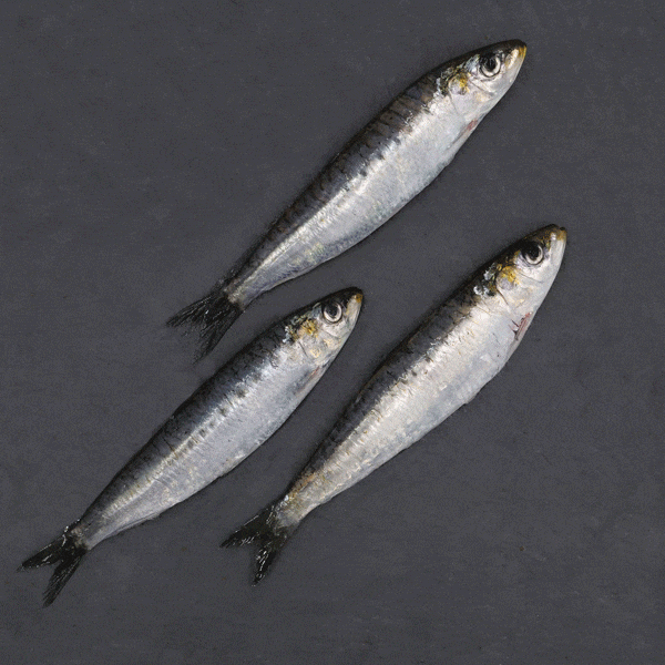 Filet sardine entier 30g gif 2
