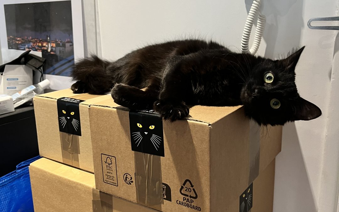 Chats et déménagement : pourquoi nos félins n’aiment pas ça (et comment les aider à mieux vivre le changement)