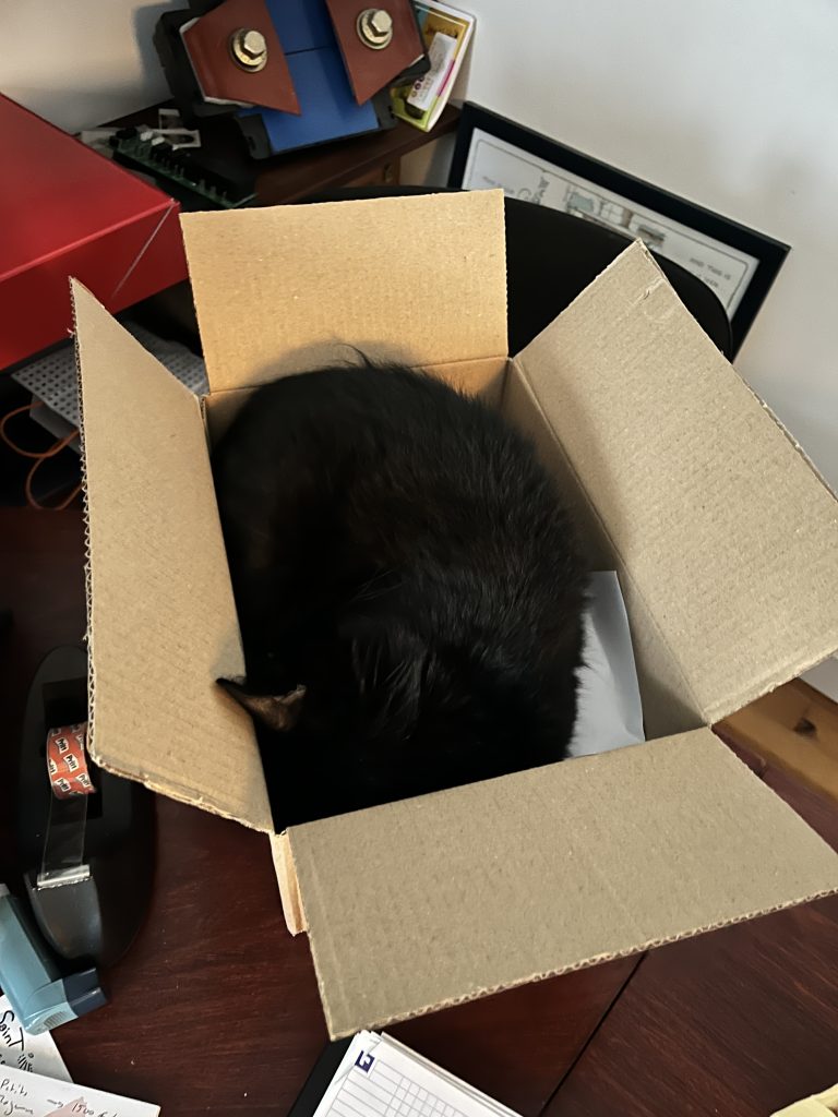 Sally dans son carton