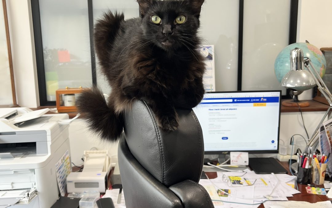 Les zones de repos incongrues du chat : Pourquoi dort-il toujours là où il ne faut pas ?