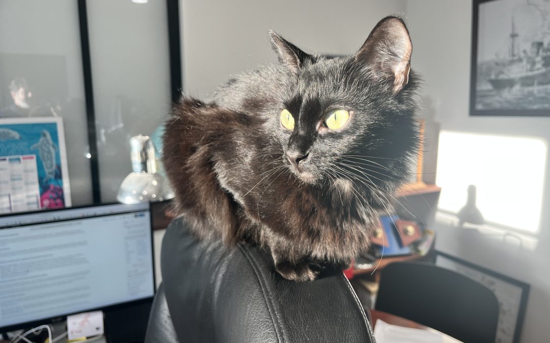 On ne réveille pas un chat qui dort !