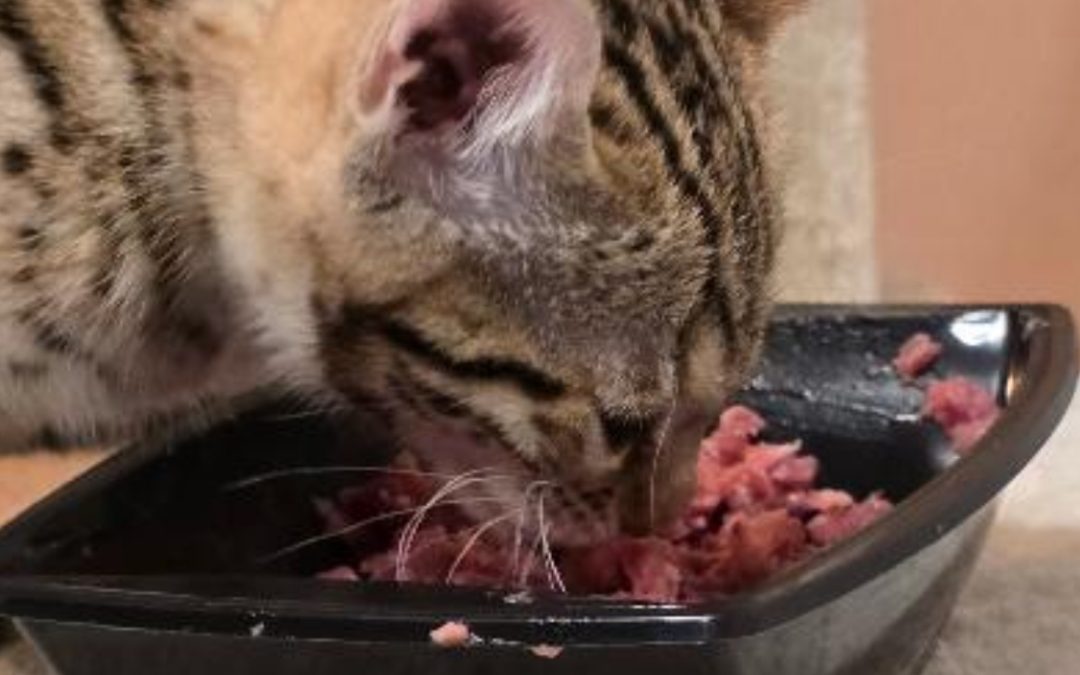 Comprendre les besoins nutritionnels des chats