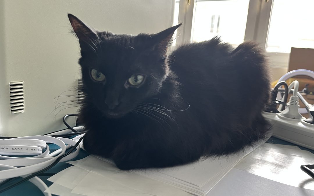 Les troubles digestifs chez le chat