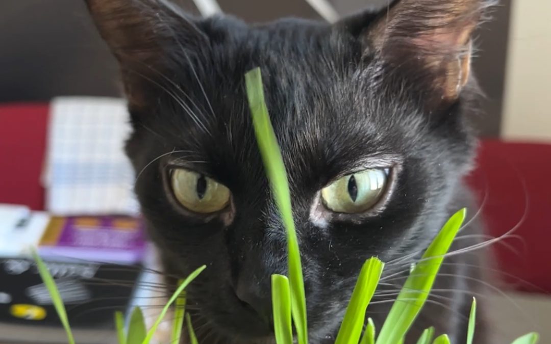 « La boule de poils » chez le chat, son utilité, ses dangers