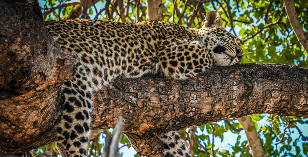 Leopard camouflage