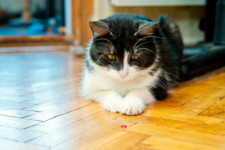 Les lasers pour chats bon ou mauvais