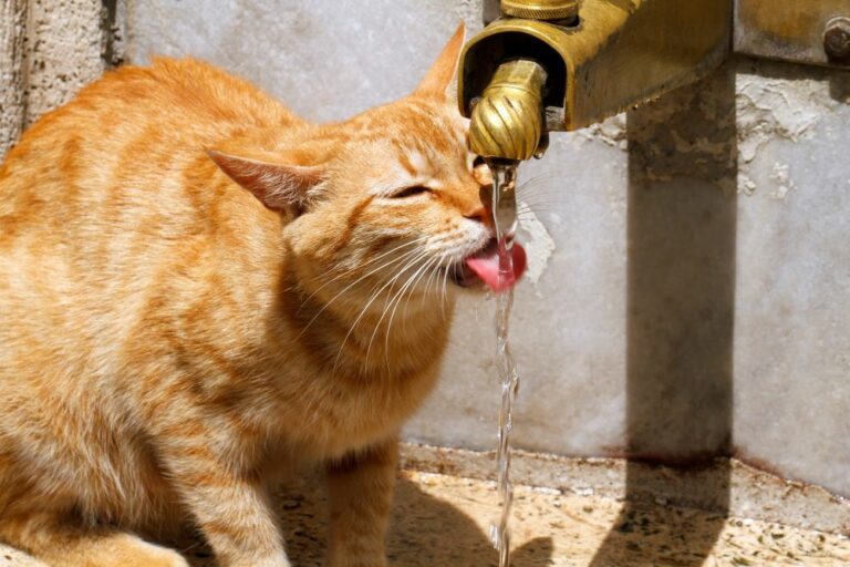 L'hydratation dans un regime BARF