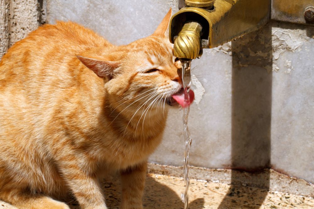 L'hydratation dans un régime BARF pour chat