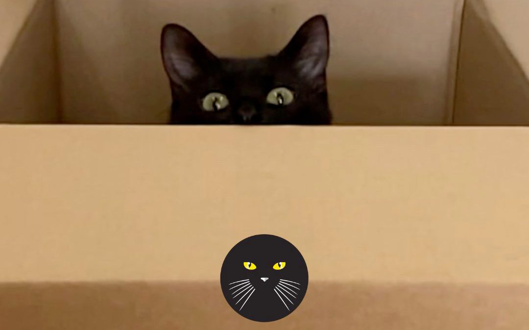 La délicatesse du chat