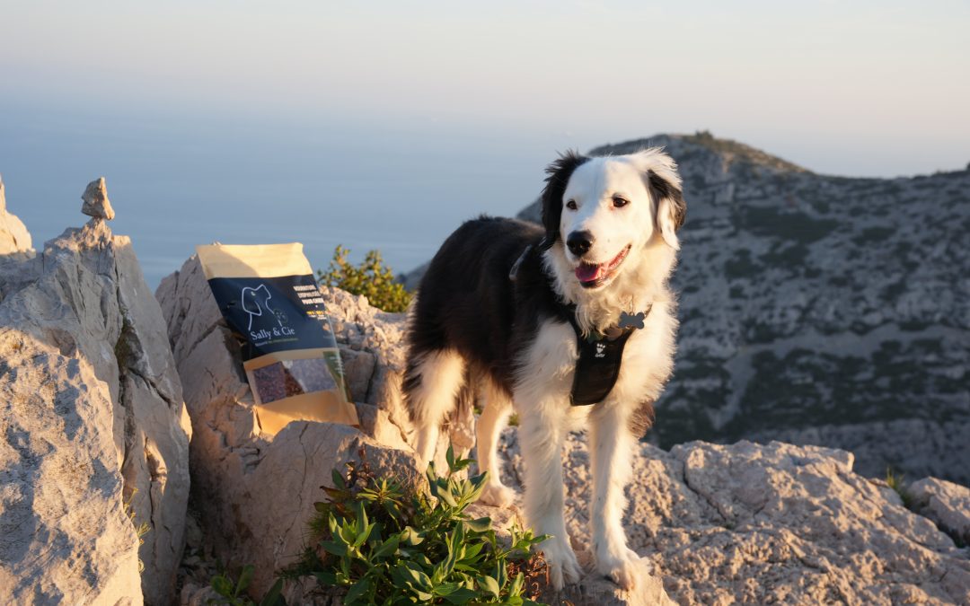 Pourquoi de la viande crue lyophilisée pour le chien ?