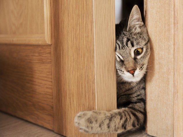 Pourquoi les chats ne supportent pas les portes fermées ?