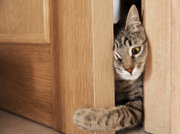 Pourquoi les chats ne supportent pas les portes fermées ?