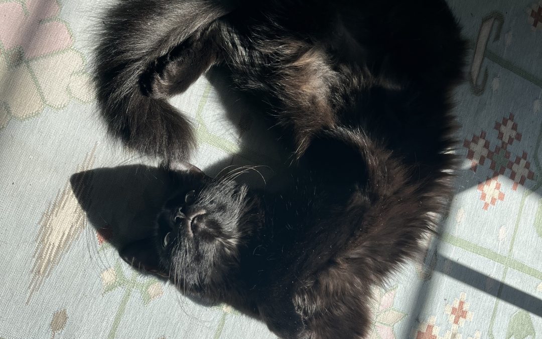 Comment le chat régule-t-il sa température ?