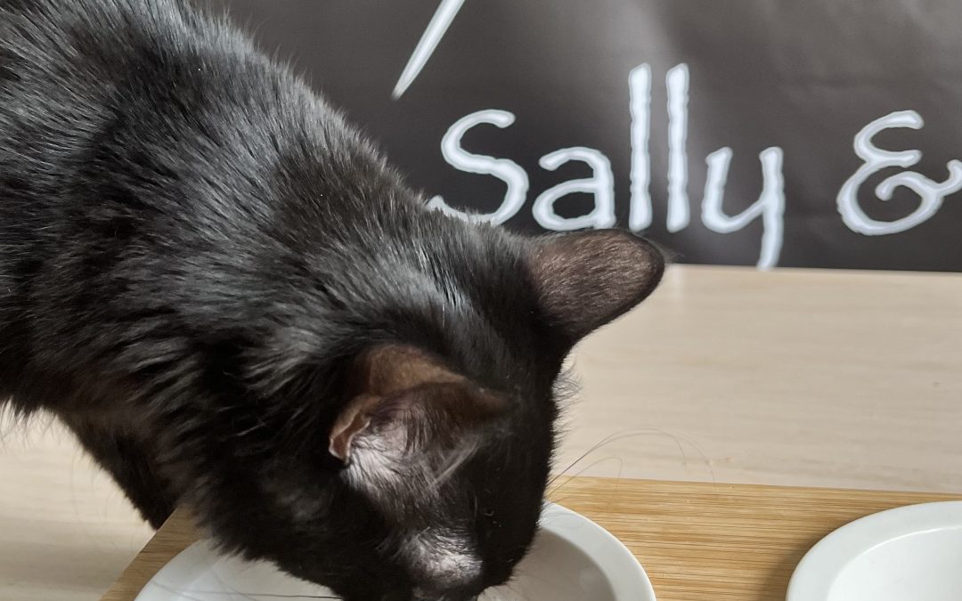 Les maladies rénales chroniques du chat