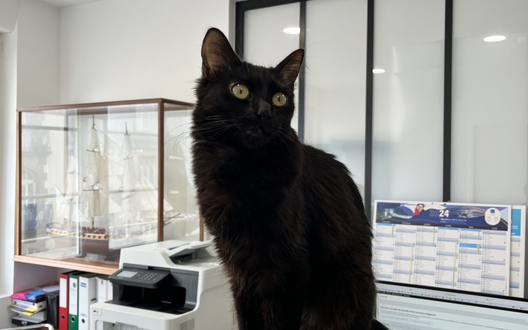 Quand Minou scrute: Mystère figé!