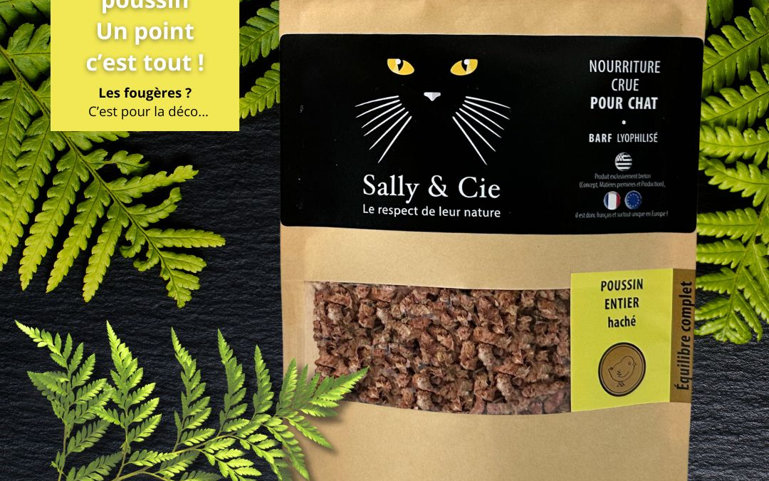 🐥 Poussin lyophilisé : la gourmandise qui réveille l’instinct félin