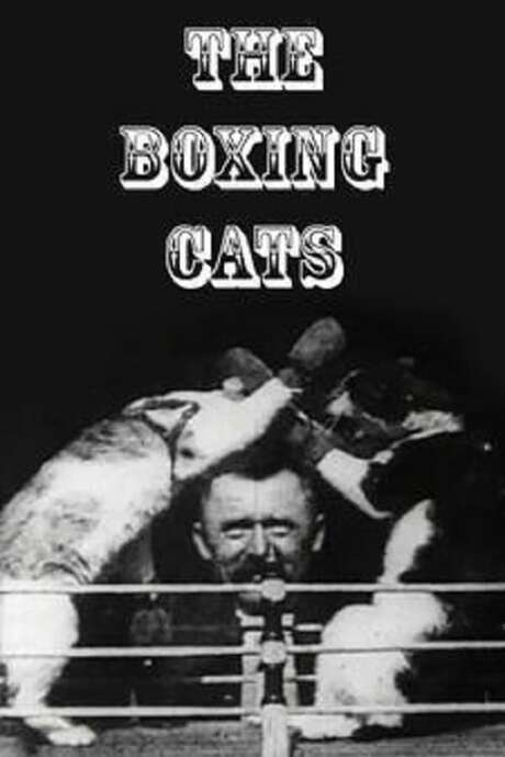 The boxing cats