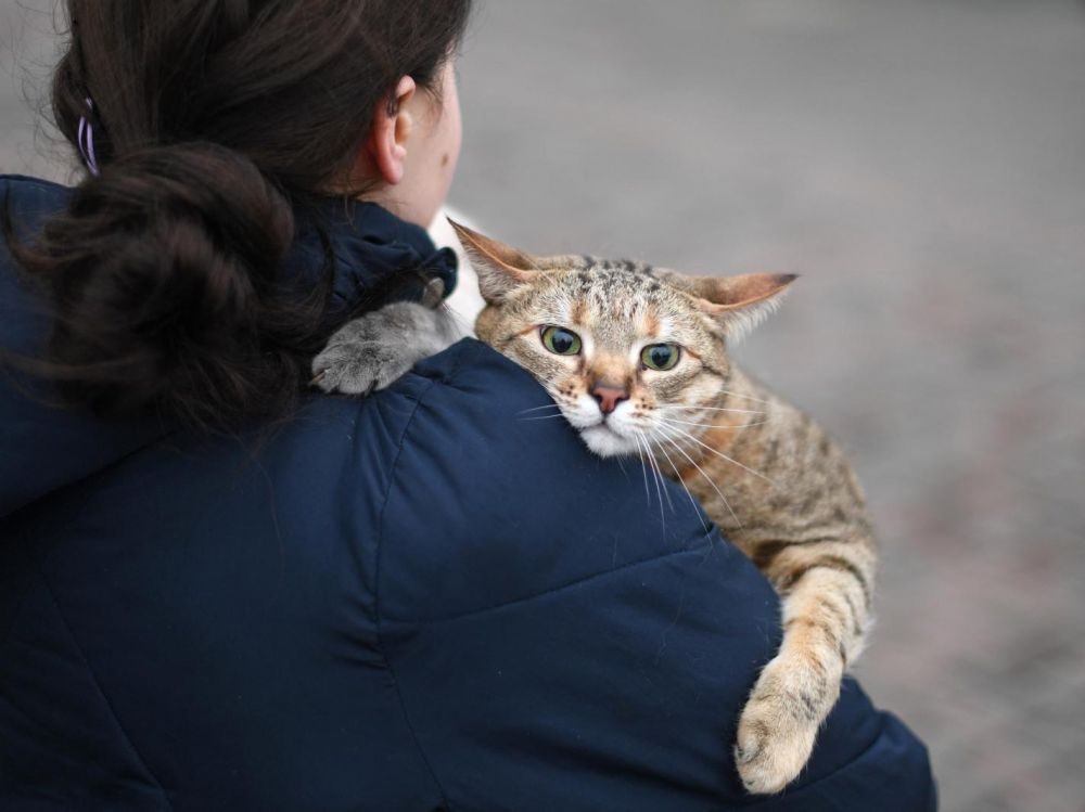 Les chats et la guerre en Ukraine