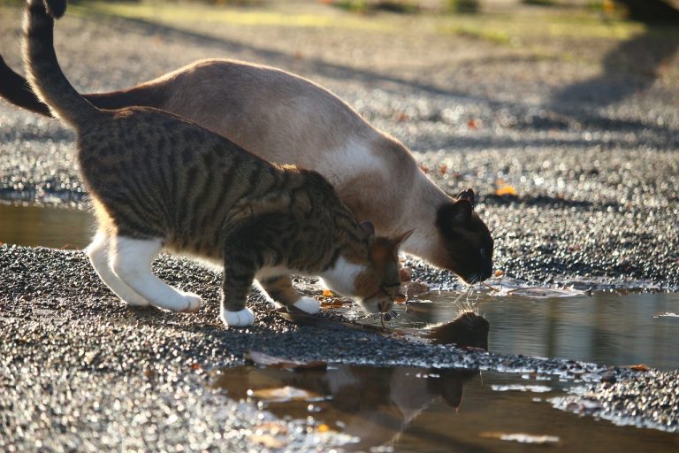 cat 1033458 1280