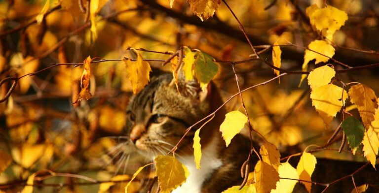 chat arbre camouflage