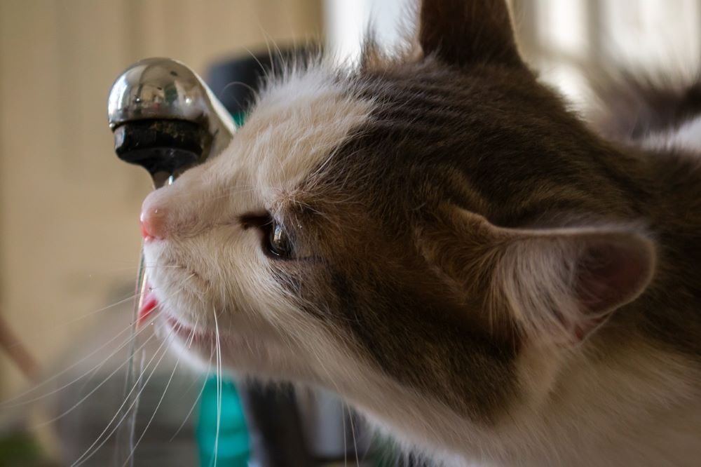 chat boit robinet