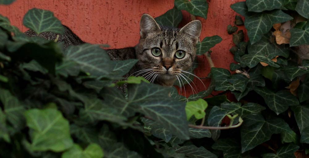 chat lierre camouflage