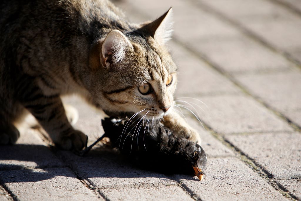 chat mange oiseau