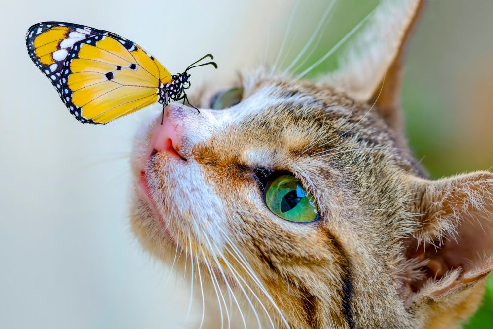 chat papillon insectes 1