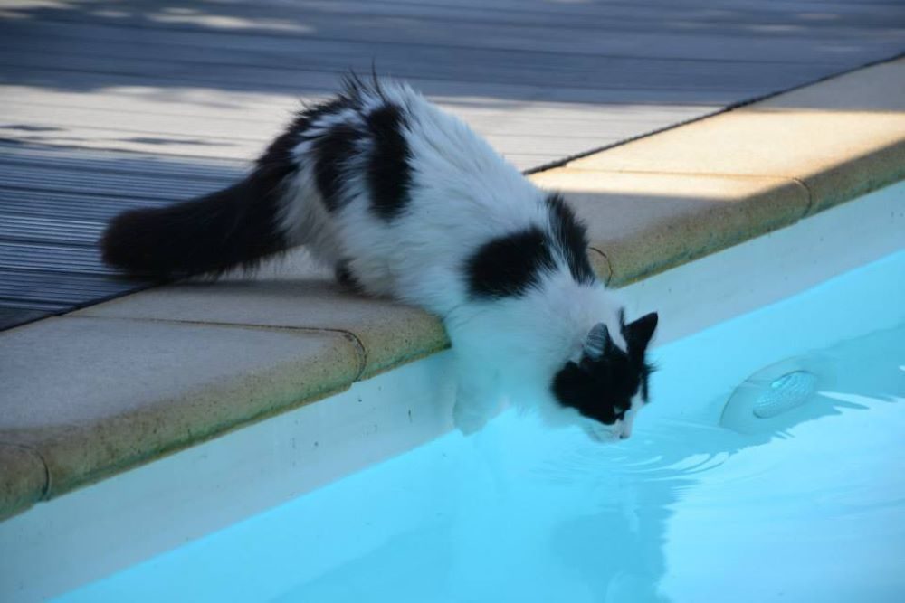Pourquoi les chats n'aiment pas l'eau ?