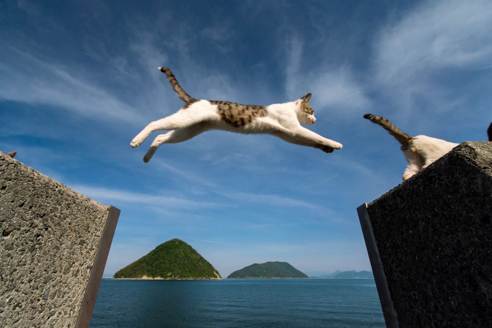 chat saute dun mur a lautre