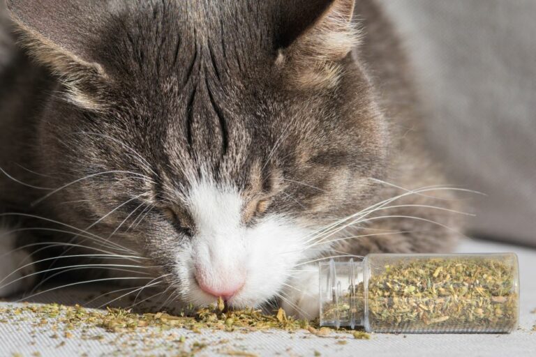 chat sent herbe a chat