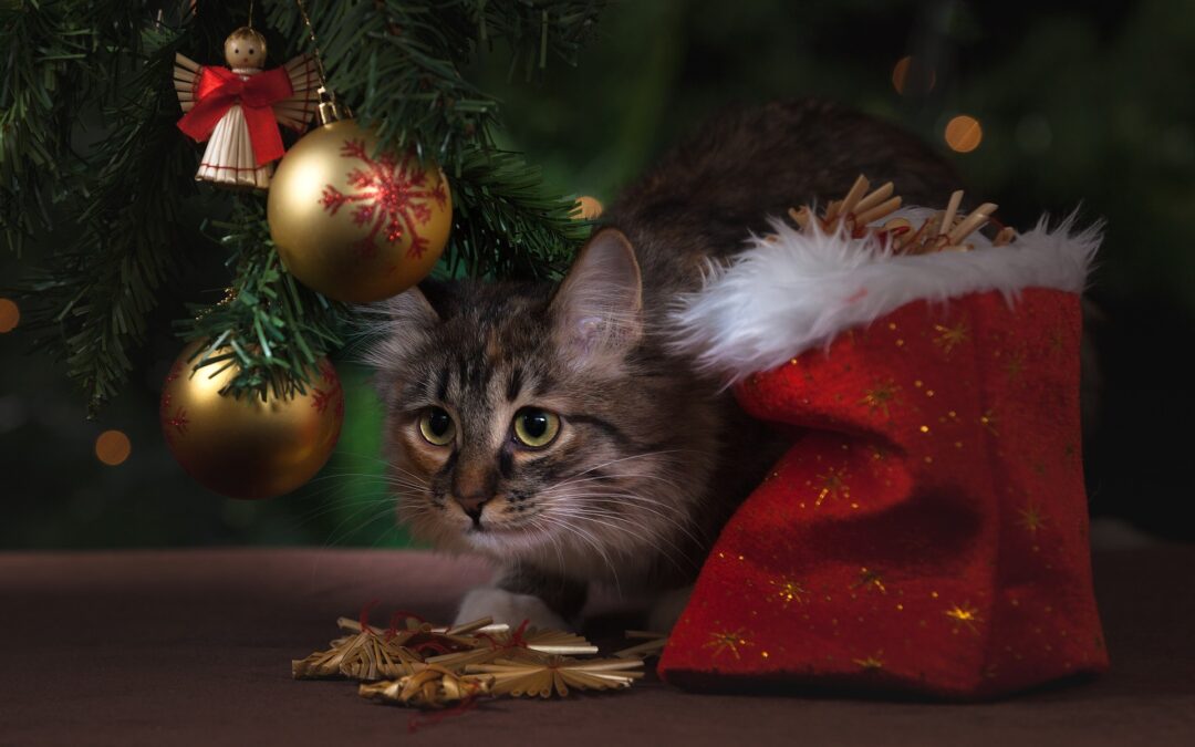 Offrir un chat en cadeau… Bonne ou mauvaise idée ?