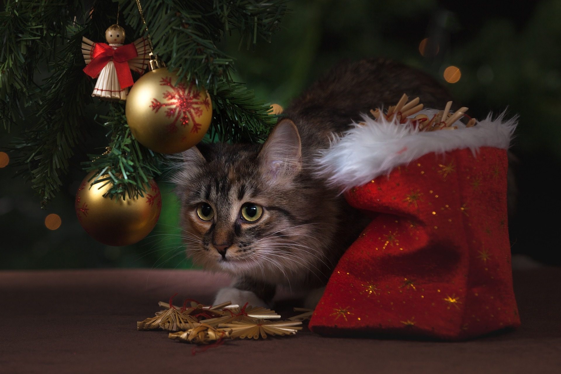 Votre chat aussi a le droit de fêter Noël ! Voici 10 cadeaux