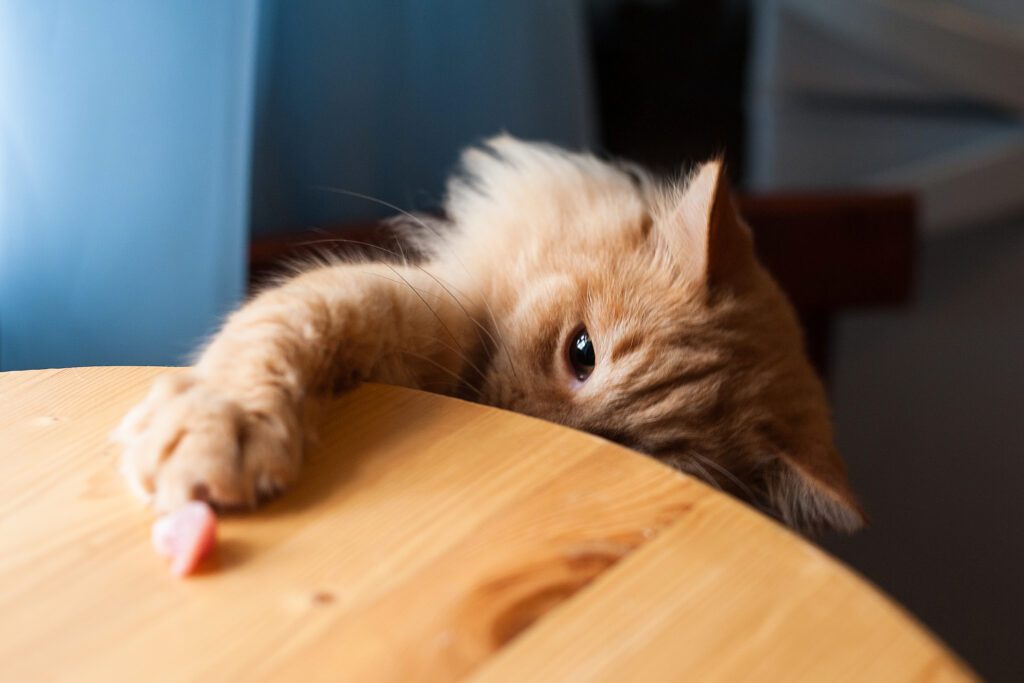 chat viande vitamines