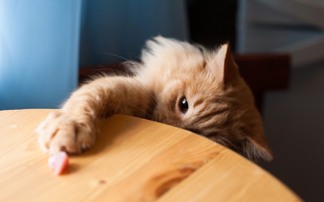 Des morceaux de viande riches en vitamines pour le chat ?
