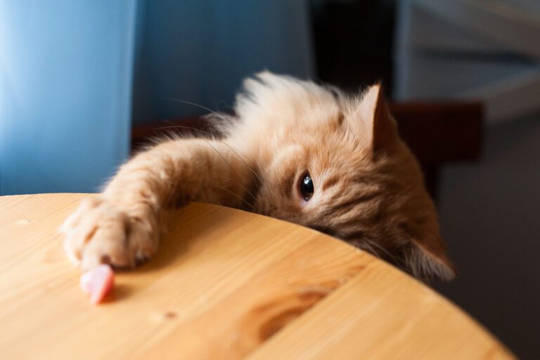 chat viande vitamines