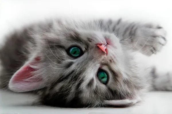 chat1