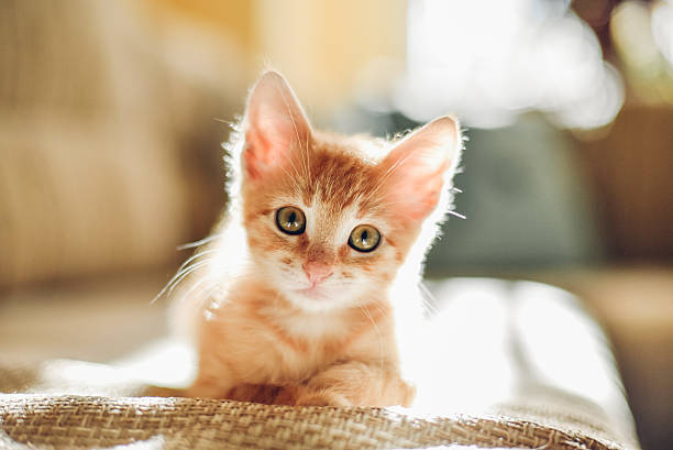chat3 Orange tabby kitten lying on woven fabric with sunlight in background